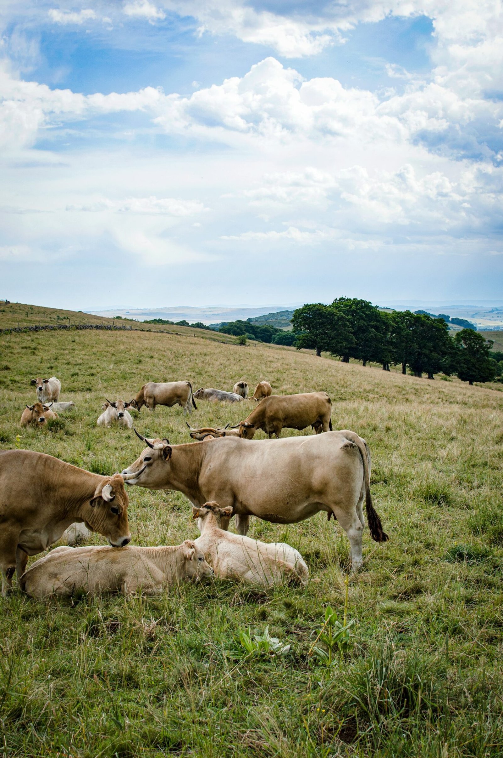 Vaches couchées dans l’herbe sur le plateau de l’Aubrac