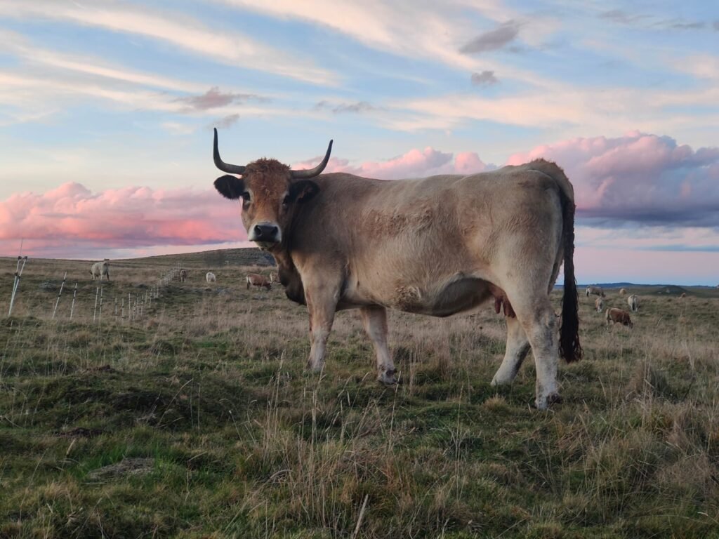 Vache Aubrac au coucher du soleil sur le plateau