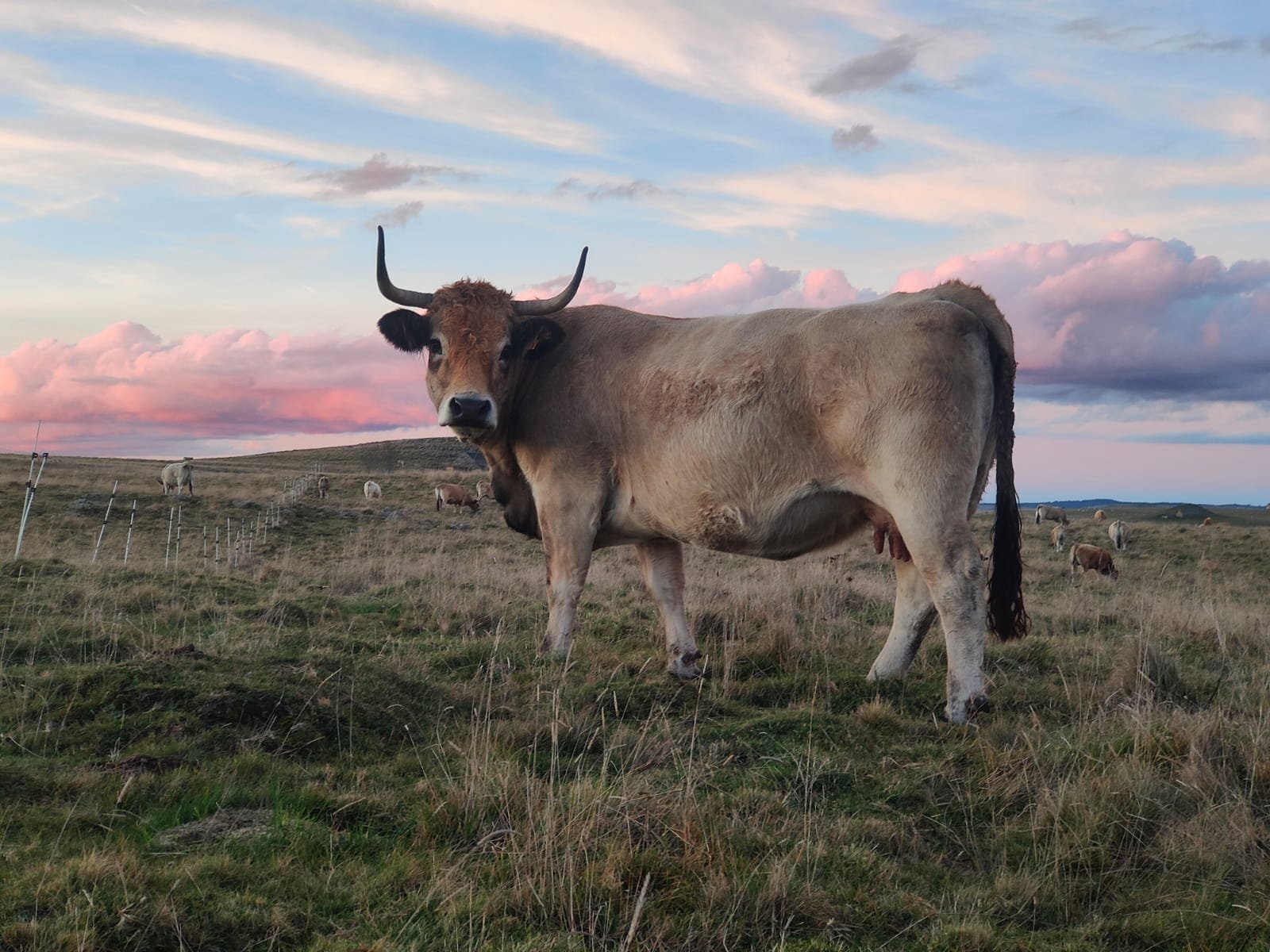 Vache Aubrac au coucher du soleil sur le plateau