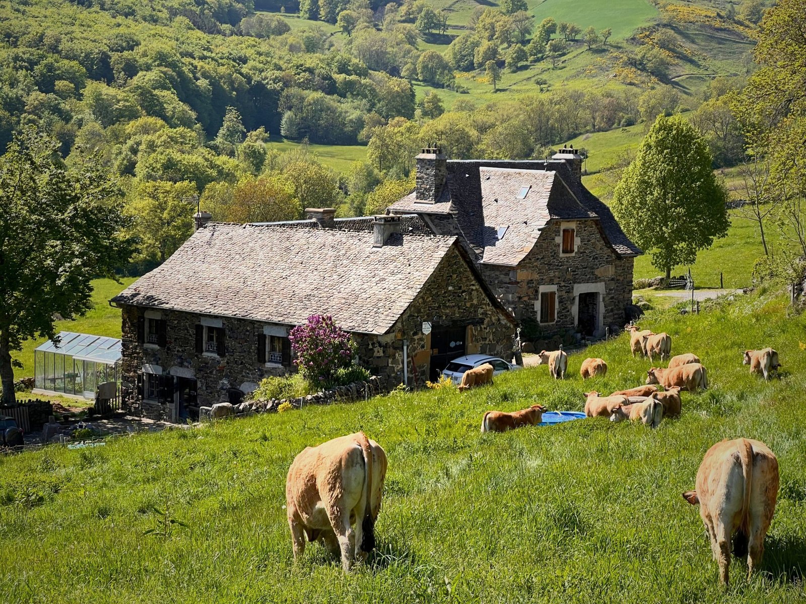La Tarabelle, maison en pierre de basalte et toit de lauze, avec les vaches Aubrac au premier plan