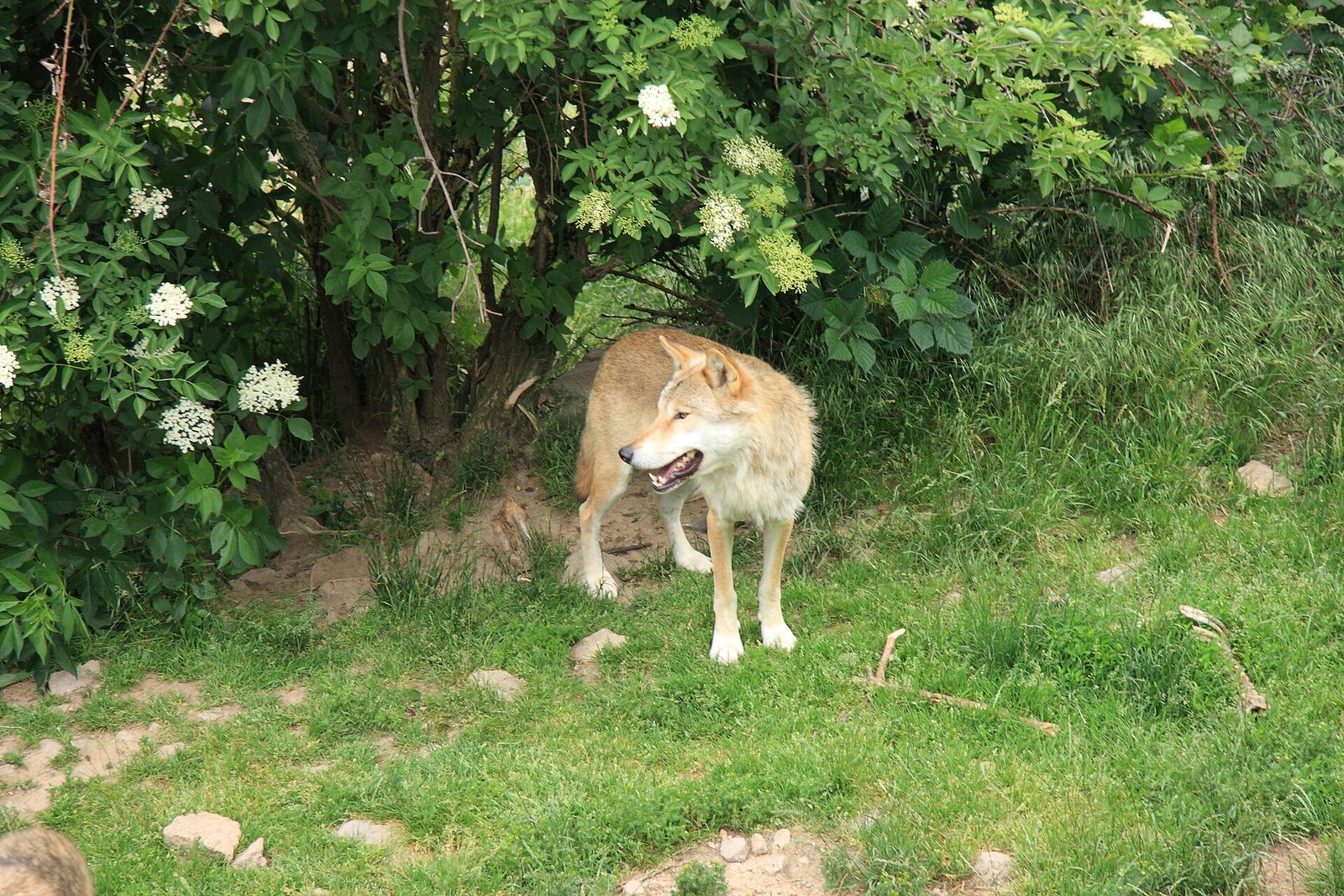 Loup gris dans un enclos boisé du parc des loups du Gévaudan