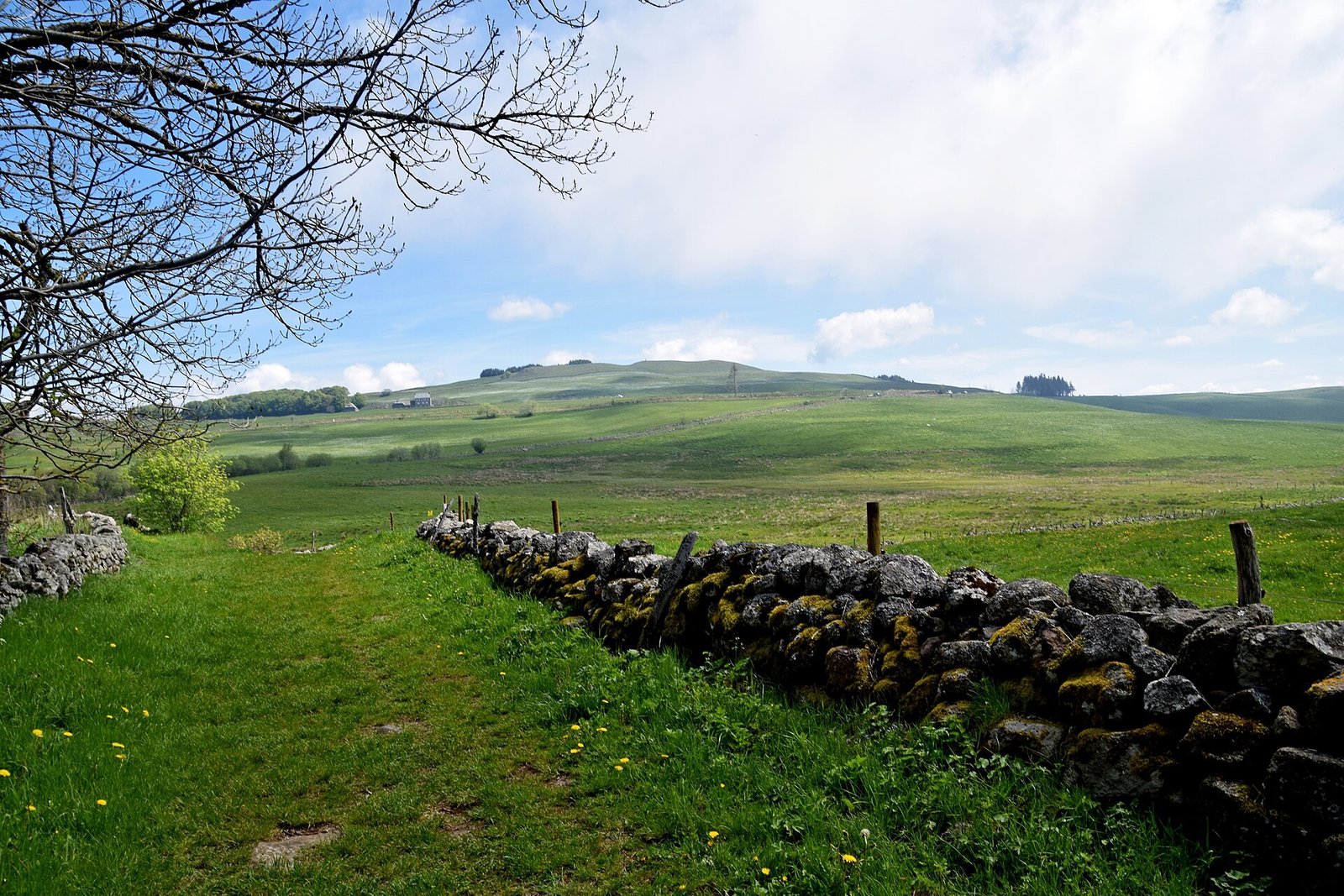 Chemin bordé de murets de pierre sur le plateau de l’Aubrac